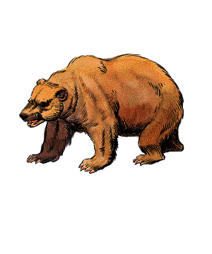 BEAR.gif