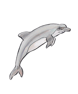 DOLPHIN.gif