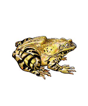 FROG.gif