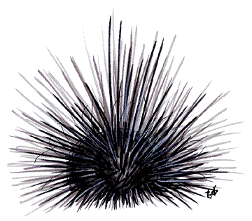 URCHIN.gif