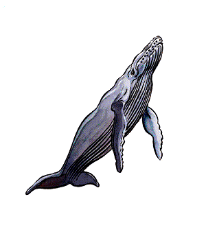 WHALE.gif