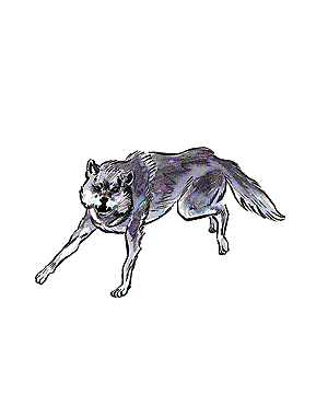 WOLF.gif