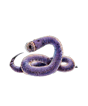 WORM.gif