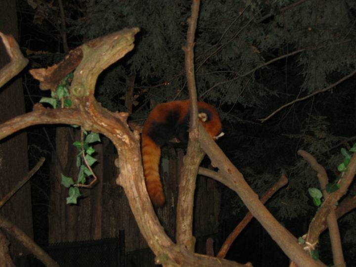 [BooZoo2003_35.jpg thumbnail]