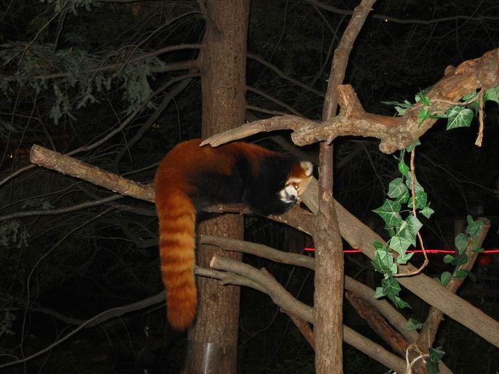 [BooZoo2003_36.jpg thumbnail]