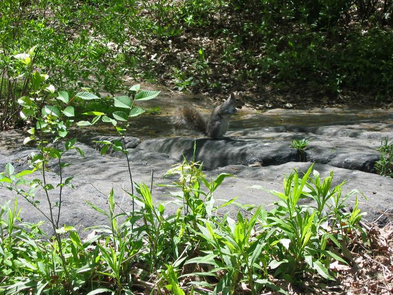 [NY2004_064.jpg thumbnail]