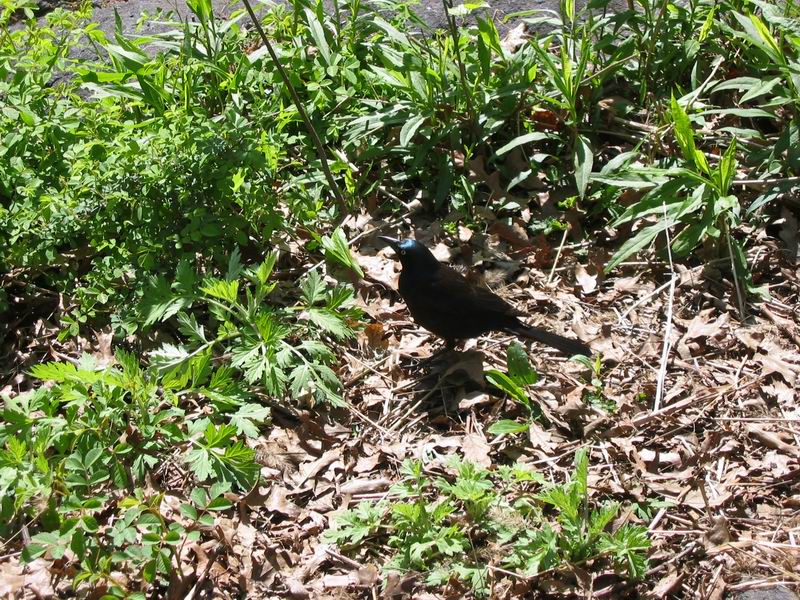 [NY2004_067.jpg thumbnail]