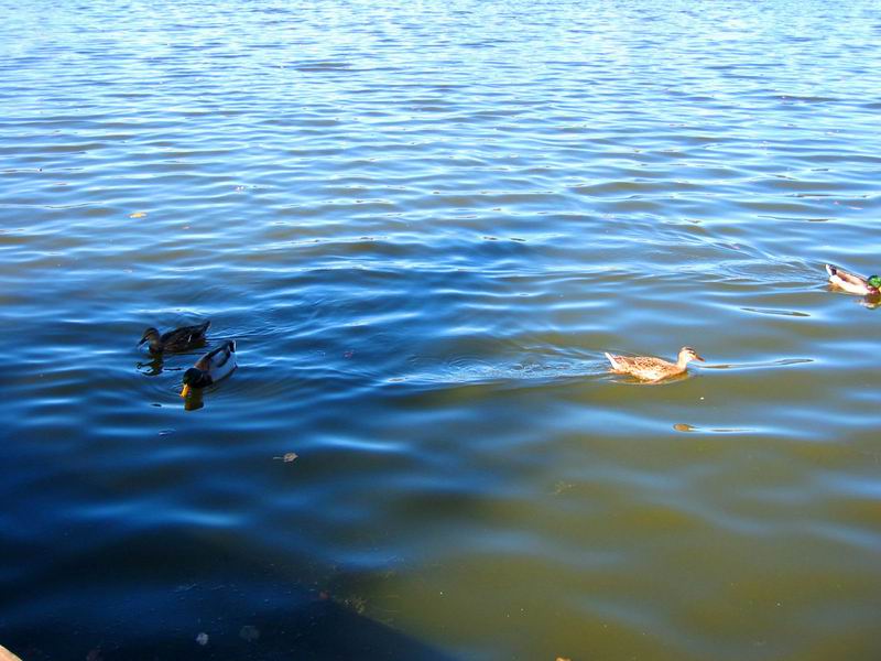 [Park20031012-03.jpg thumbnail]