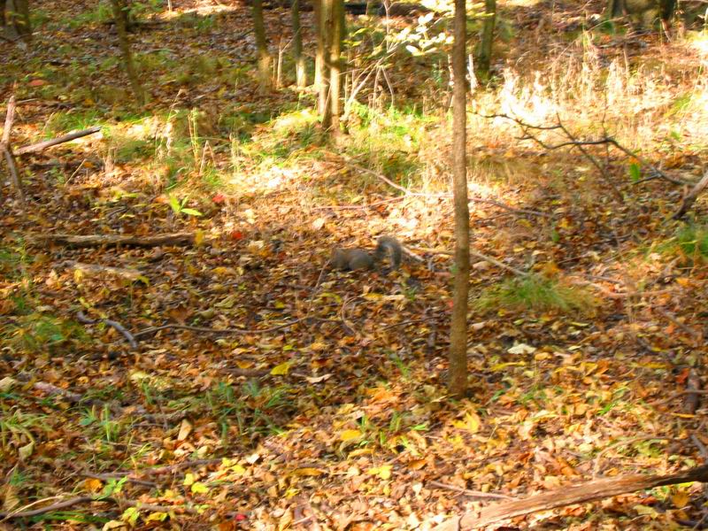 [Park20031012-21.jpg thumbnail]